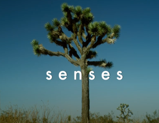 senses