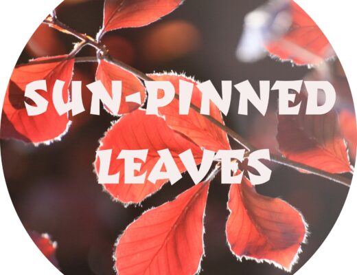 Sun-Pinned Leaves Summer Of Love